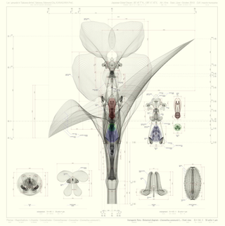 Illustration for article titled Intricate, Ultra-Accurate Blueprints of Botanical Life